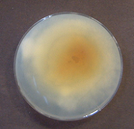 Phaeolus schweinitzii2(PHS-9612)